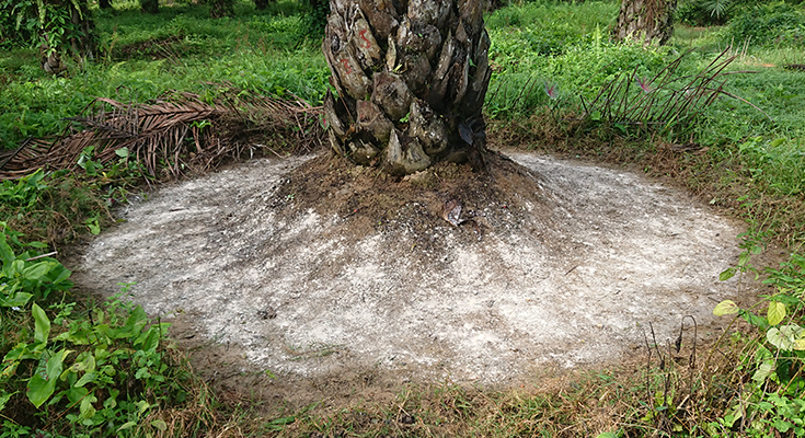 cara pilih pupuk kelapa sawit