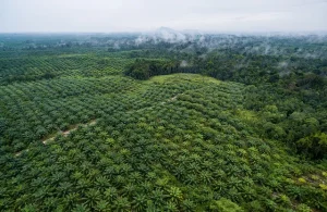 Cara pilih pupuk kelapa sawit