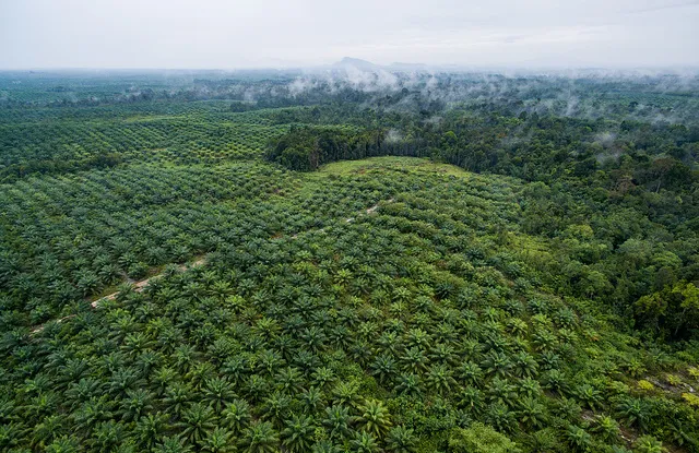 Cara pilih pupuk kelapa sawit