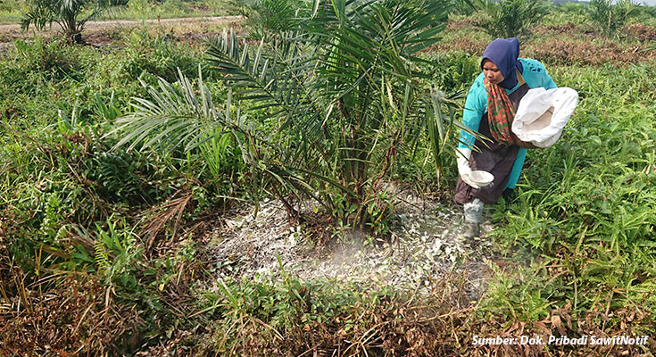 Cara pilih pupuk kelapa sawit