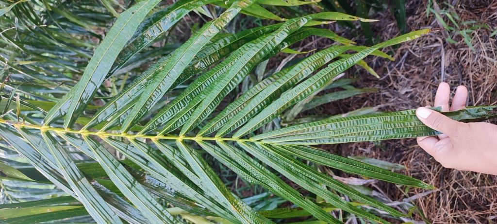 kelapa sawit kekurangan kalium