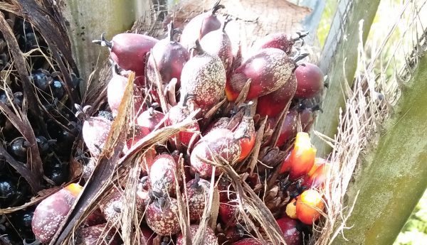 kelapa sawit kekurangan kalium