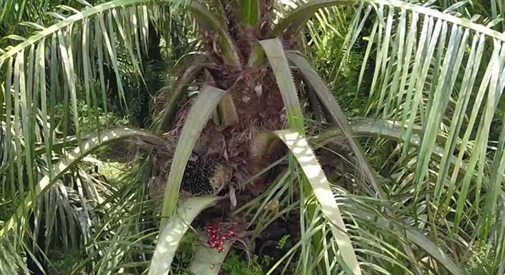 kelapa sawit kekurangan kalium
