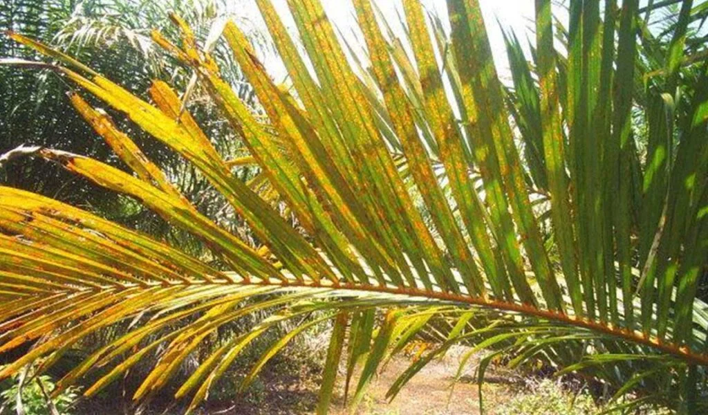 kelapa-sawit-kekurangan-kalium