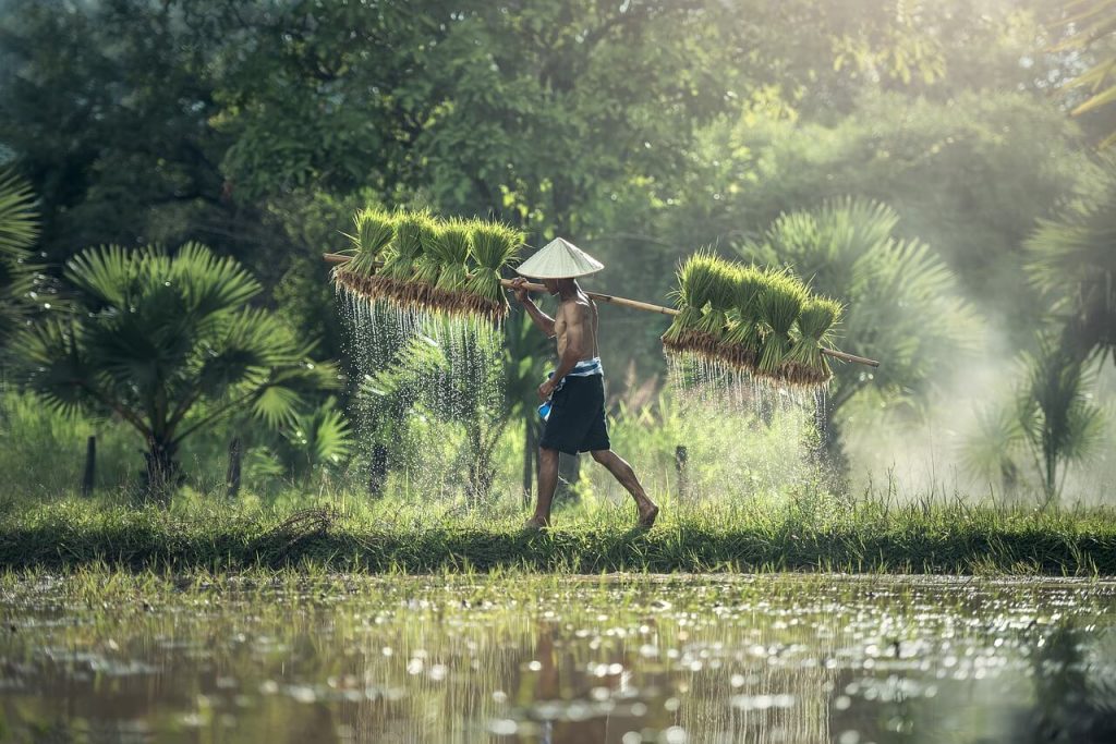 perbedaan pertanian dengan perkebunan