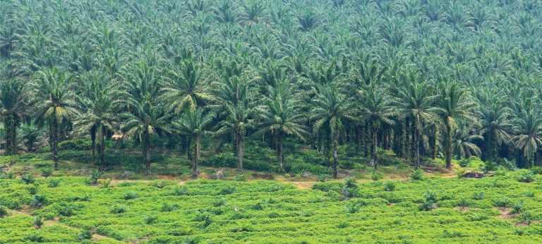 perbedaan pertanian dengan perkebunan