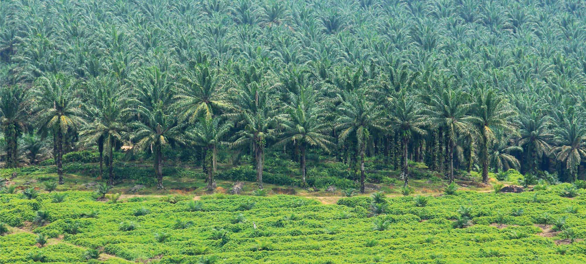 perbedaan pertanian dengan perkebunan