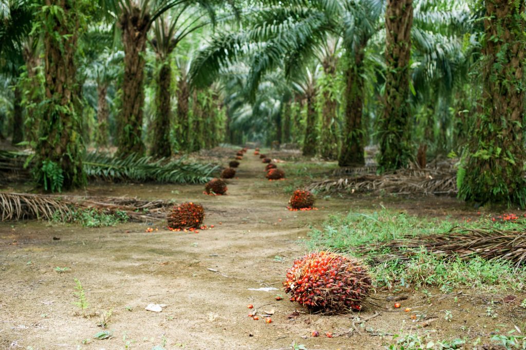 Program Perkebunan Kelapa Sawit