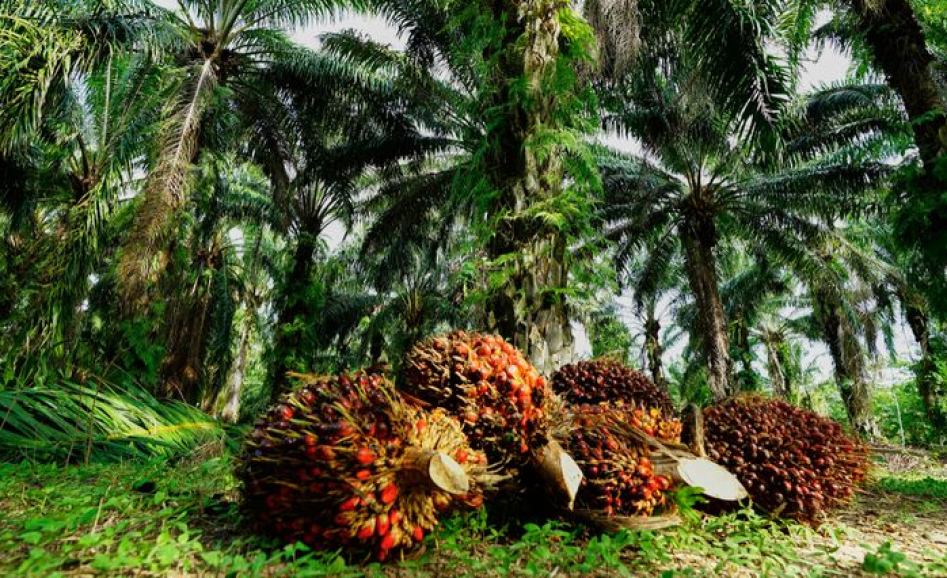 perbedaan pertanian dengan perkebunan