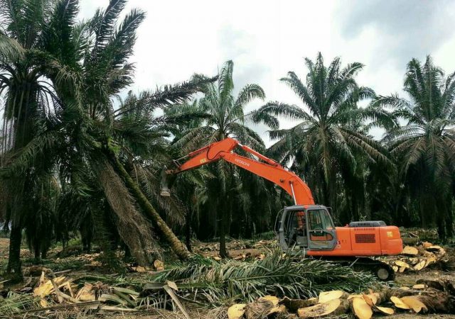 Replanting KUD Marga Bakti